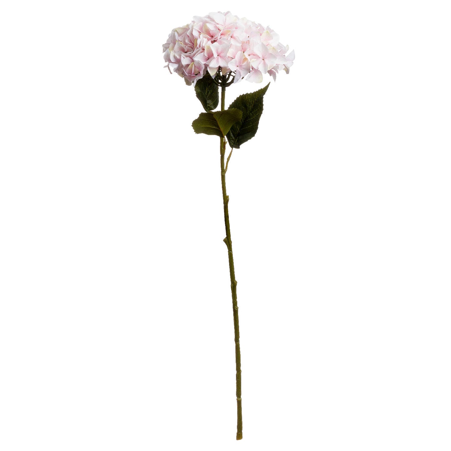 Single Pink Hydrangea