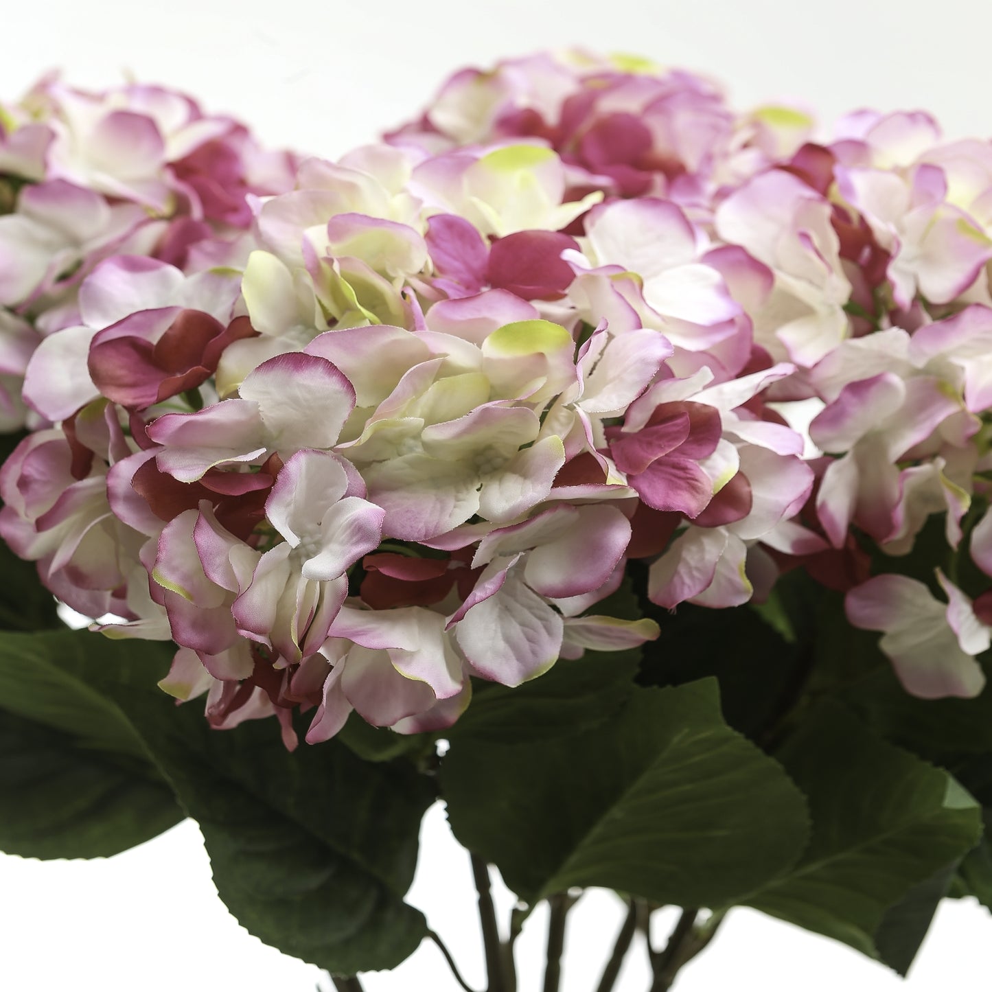 Single Pink Hydrangea