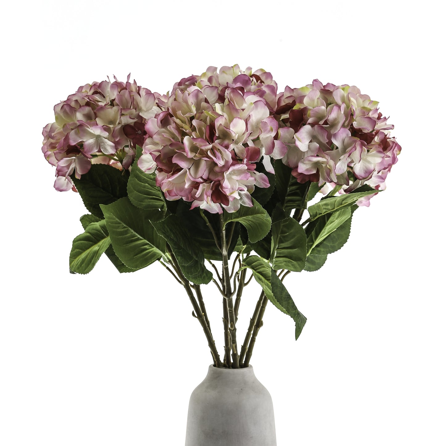 Single Pink Hydrangea