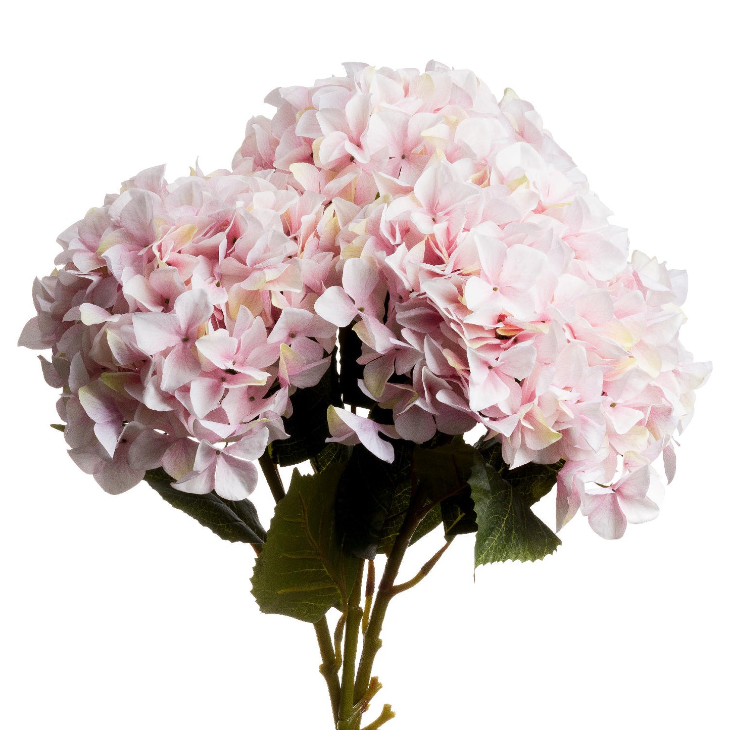 Single Pink Hydrangea
