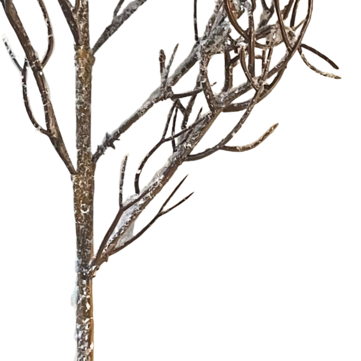 Snow Covered Branch