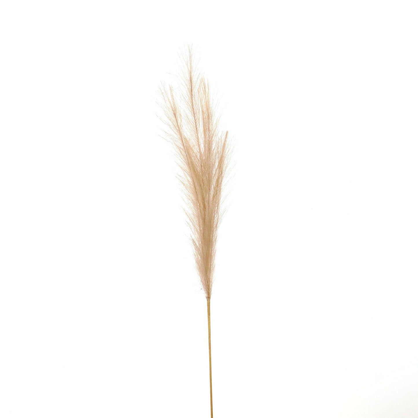 Bleached Faux Pampas Grass Stem