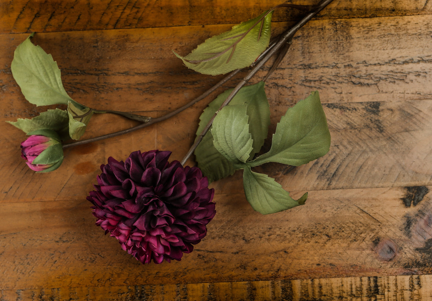 Deep Purple Dahlia Stem