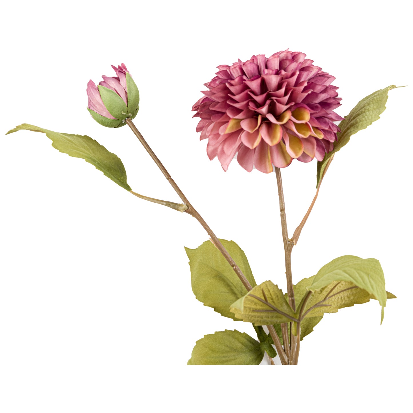 Dusty Pink Dahlia Stem