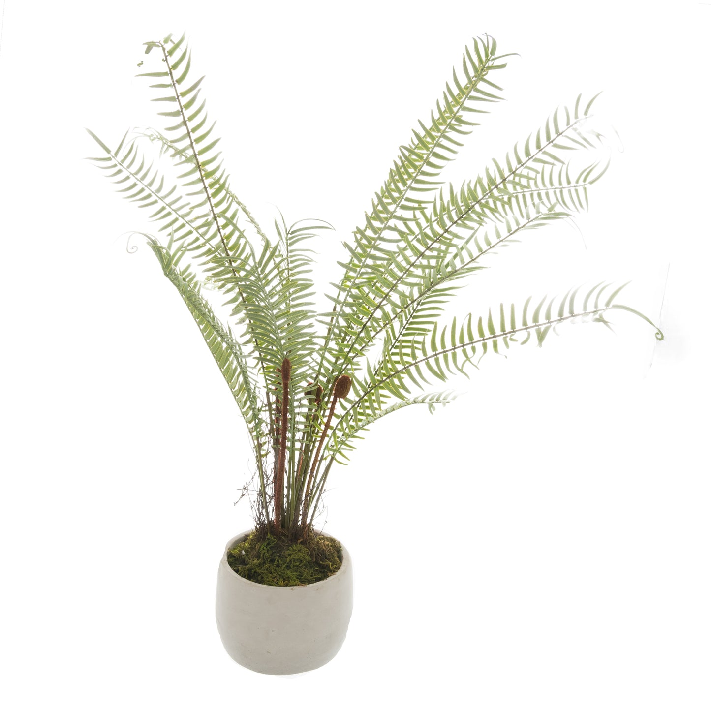 Potted Boston Fern