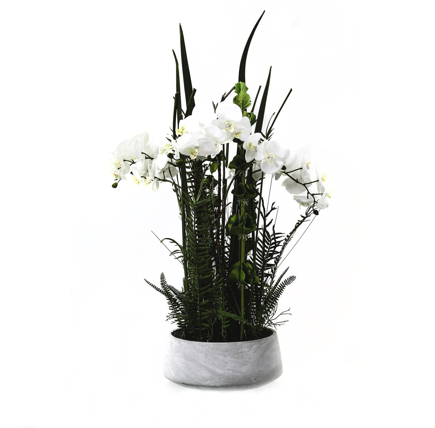 Arge Potted Ochid In Stone Pot With Fern Detail