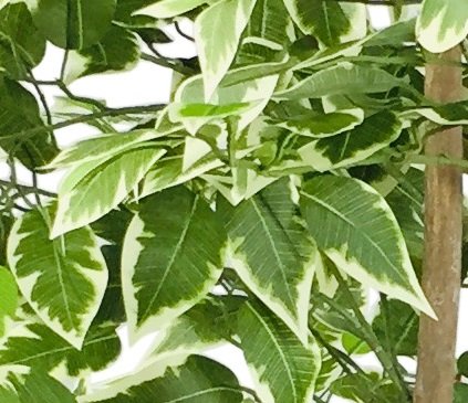 Artificial Ficus Tree With Variegation Leaves 160cm