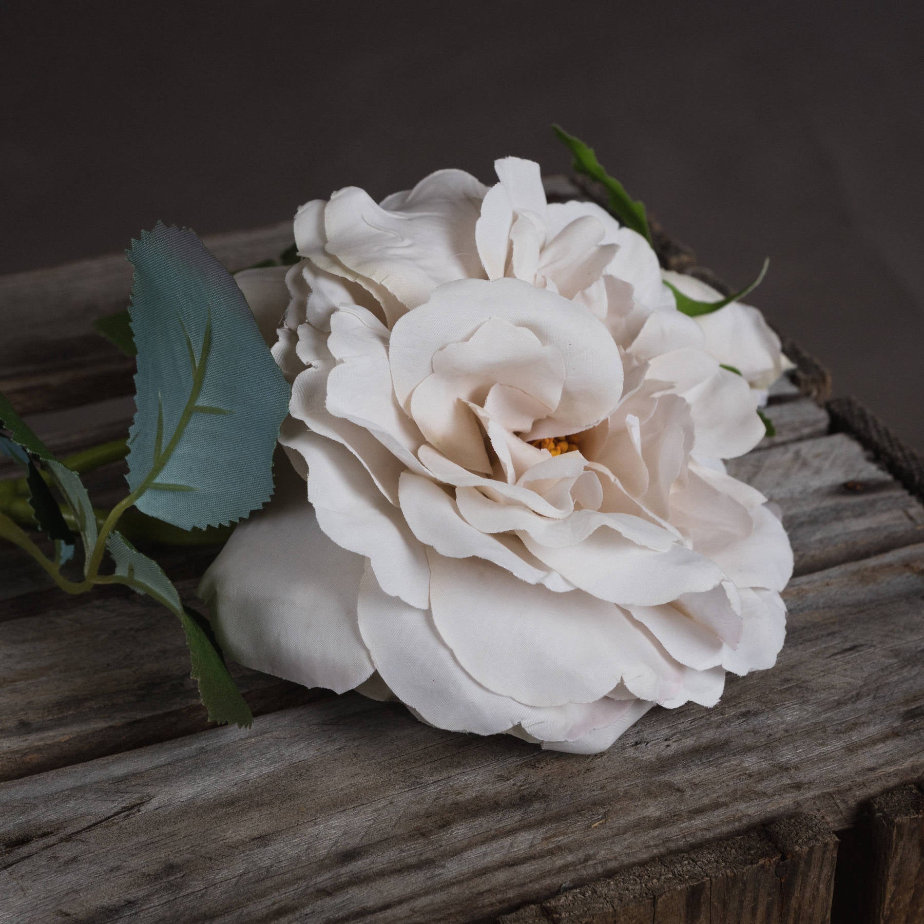 White Short Stem Rose