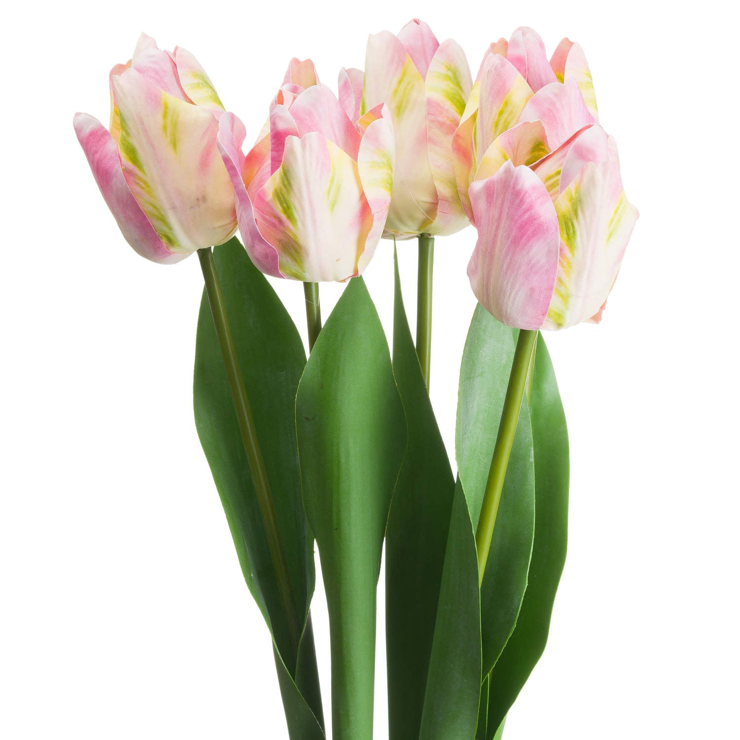 Pink & Green Tulip