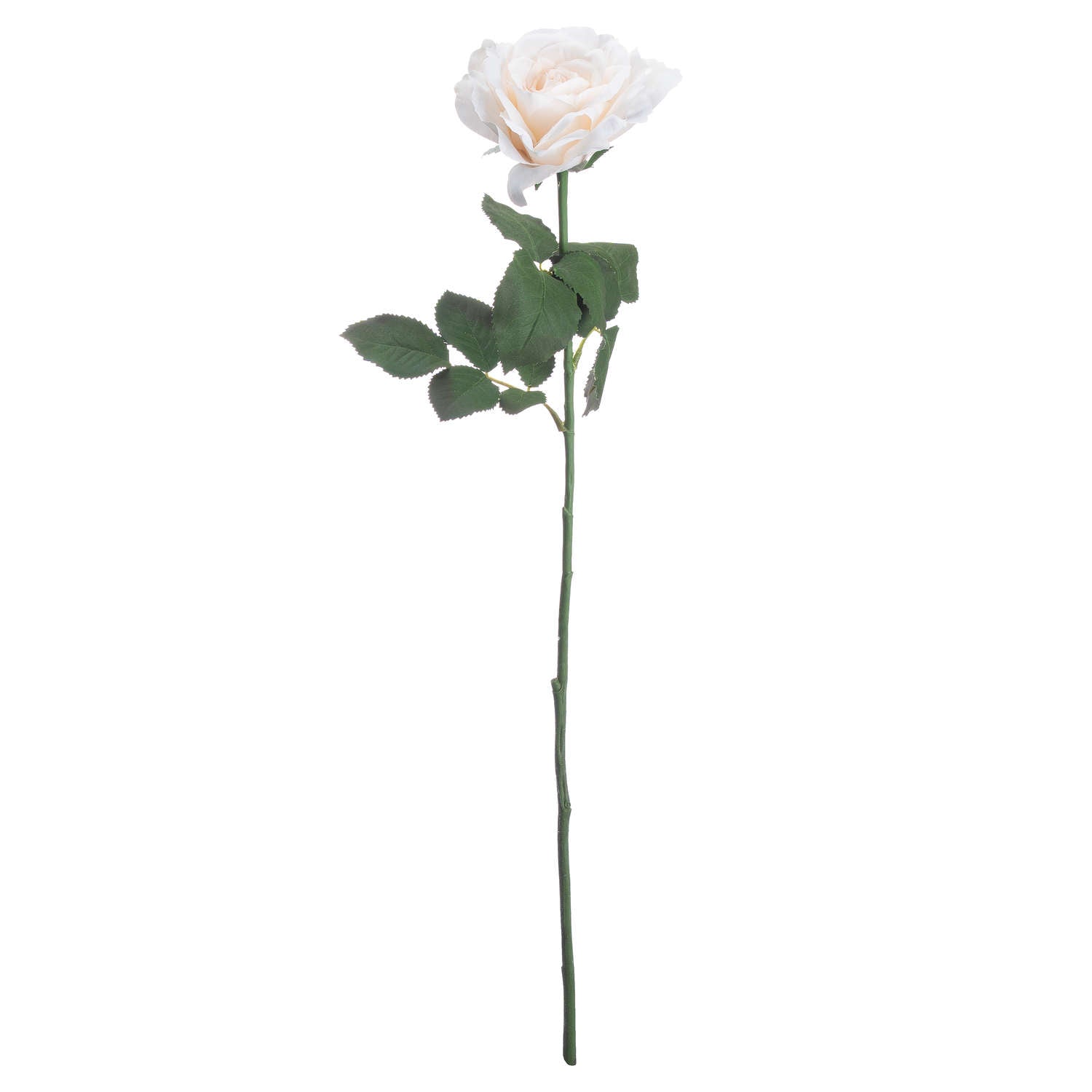 Large White Garden Rose