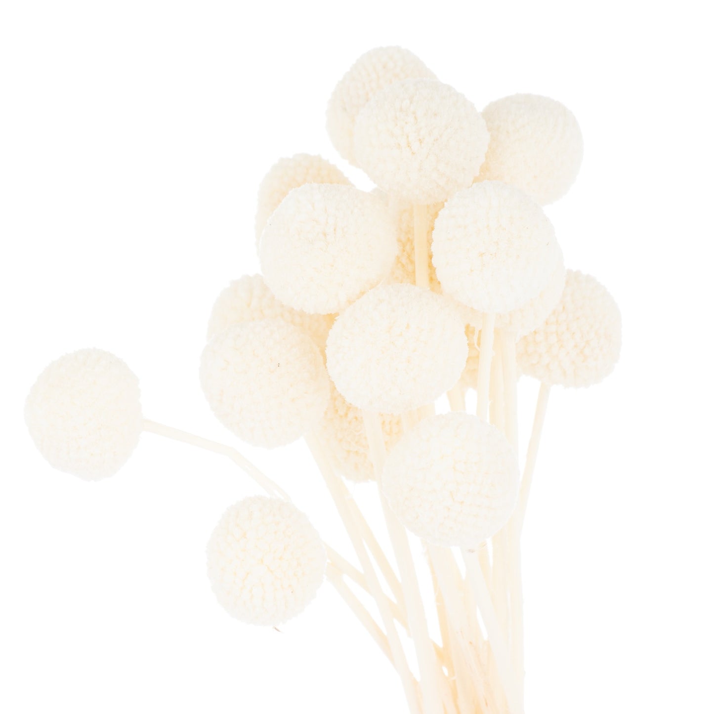 Dried White Billy Ball Bunch Of 20