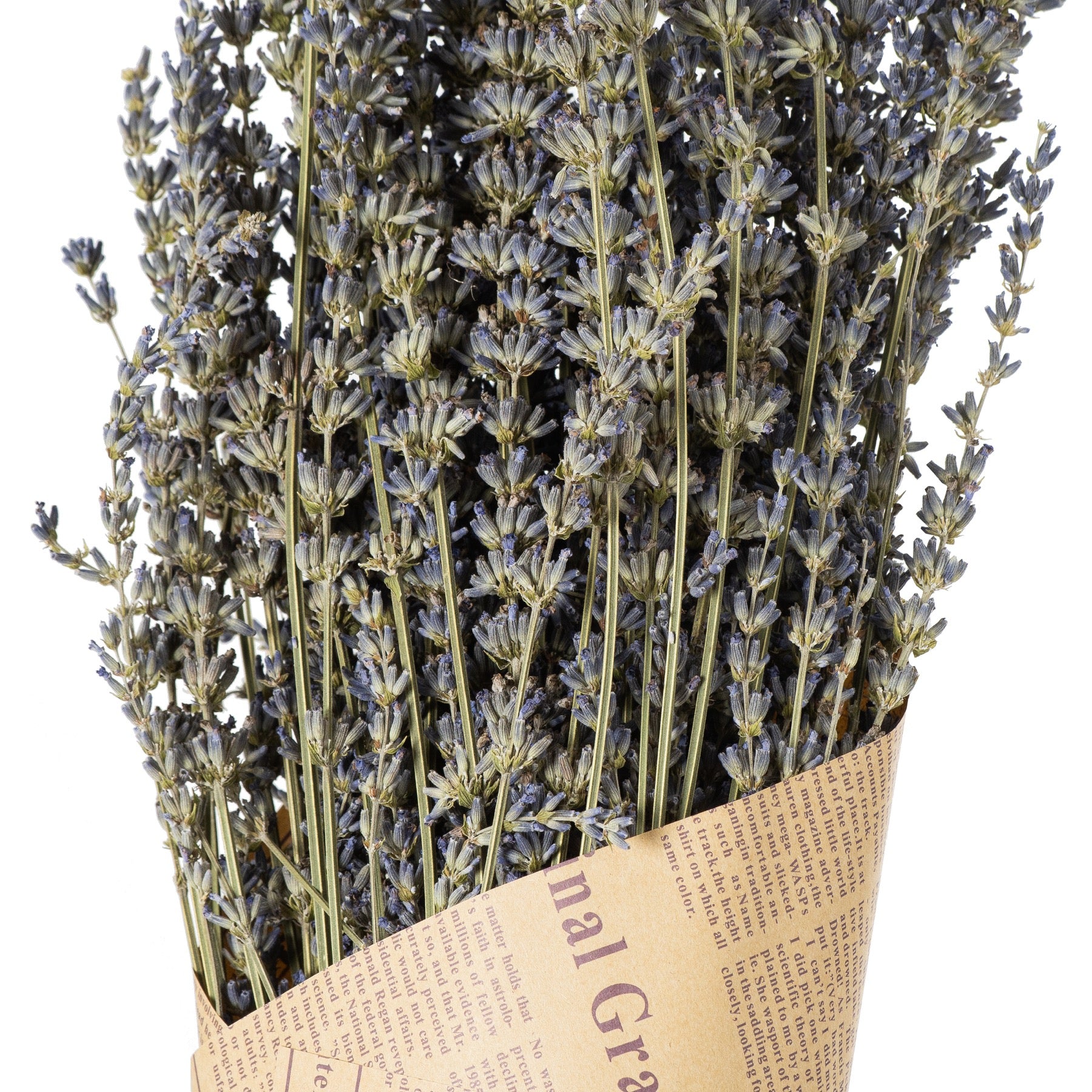 Dried lavender Bunch