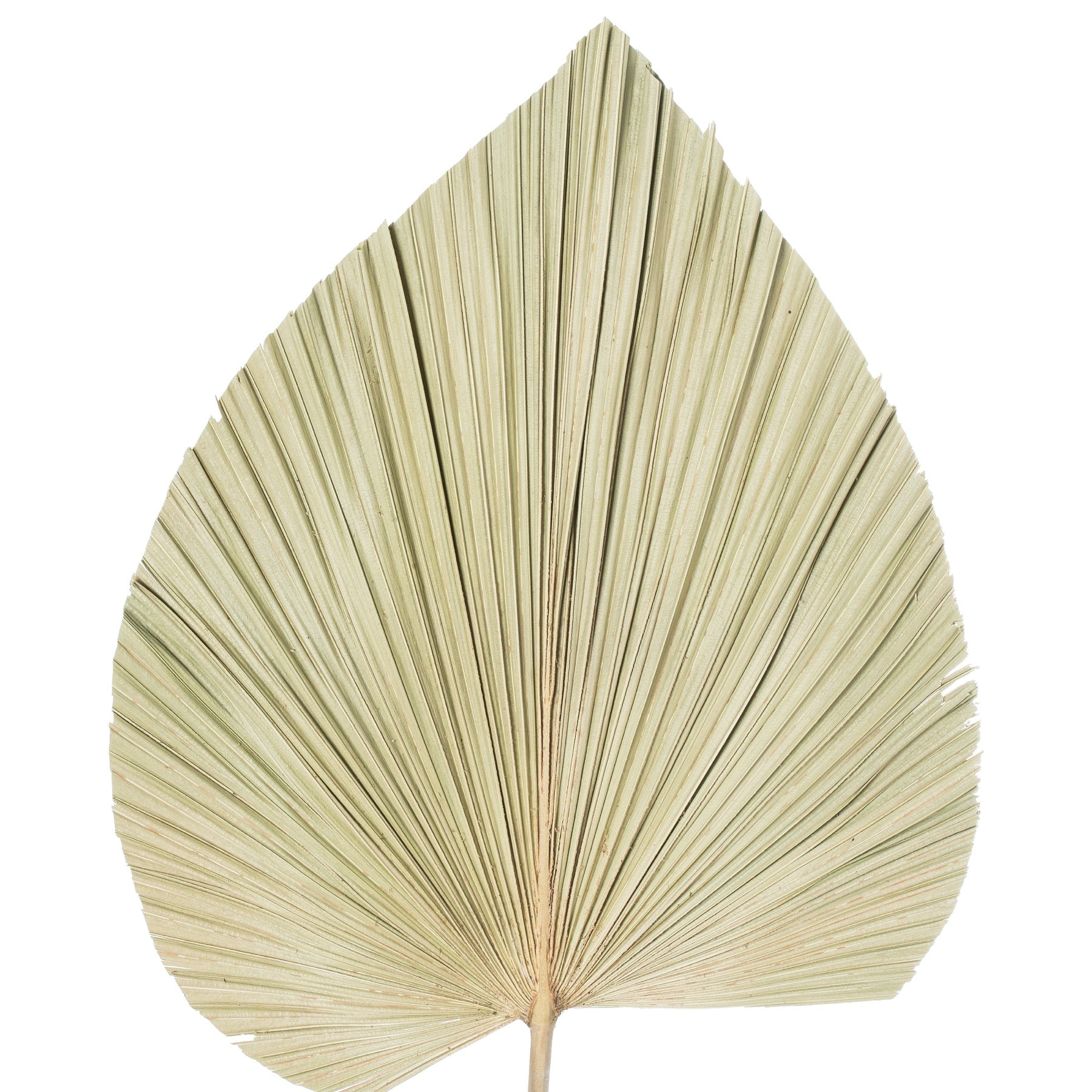 Dried Natural Fan Palm
