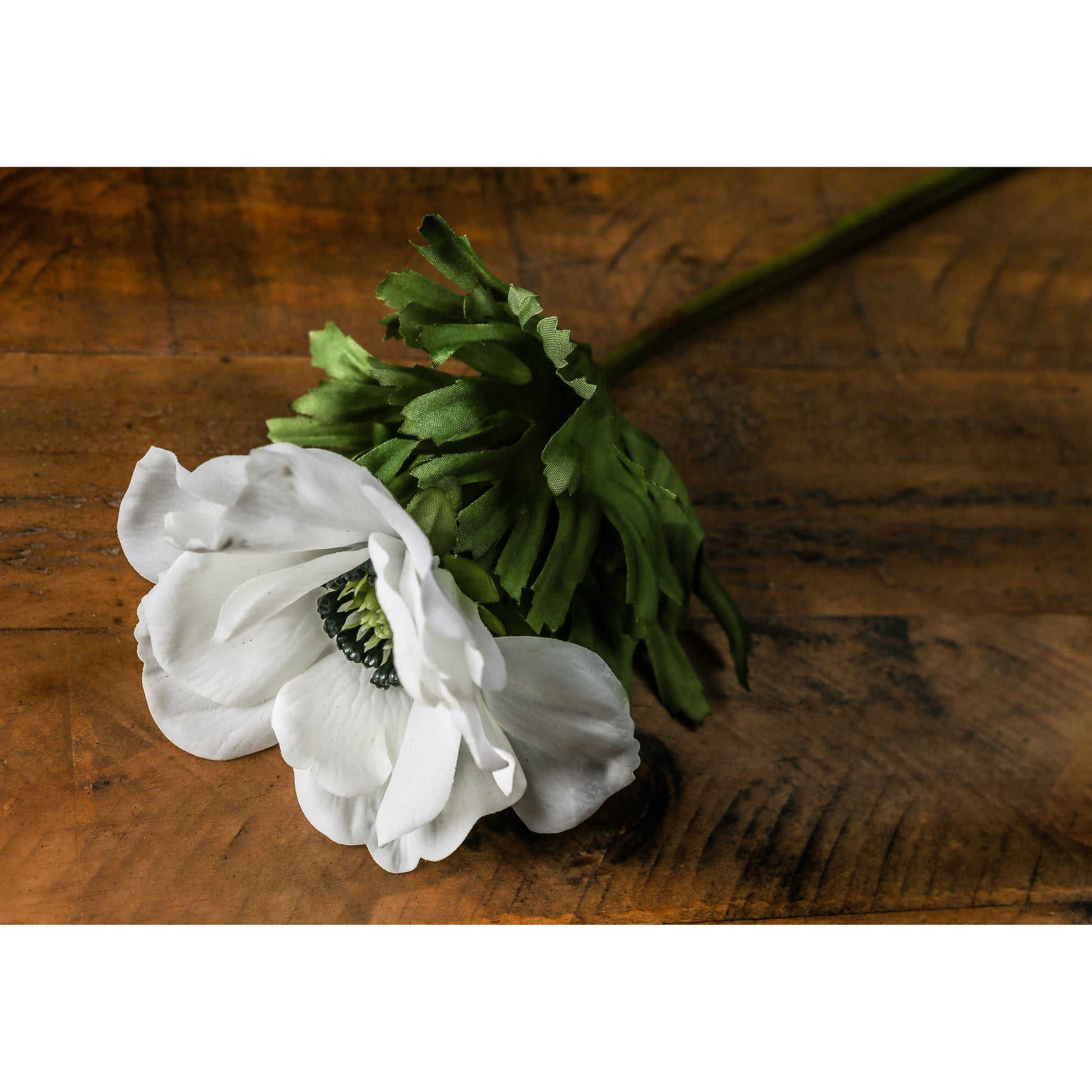 White Anemone Stem
